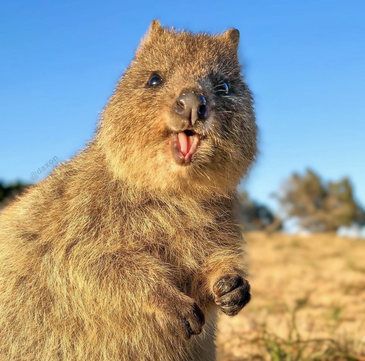 A happy looking Quokka on Rottnest Island